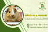 Nơi bán con bọ Guinea Pig uy tín TPHCM - Có đầy đủ phụ kiện và thức ăn