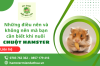 Những điều nên và không nên mà bạn cần biết khi nuôi chuột Hamster