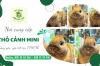  Pet shop Miền Đất Hứa - Địa chỉ mua thỏ cảnh mini đẹp, giá tốt TPHCM 