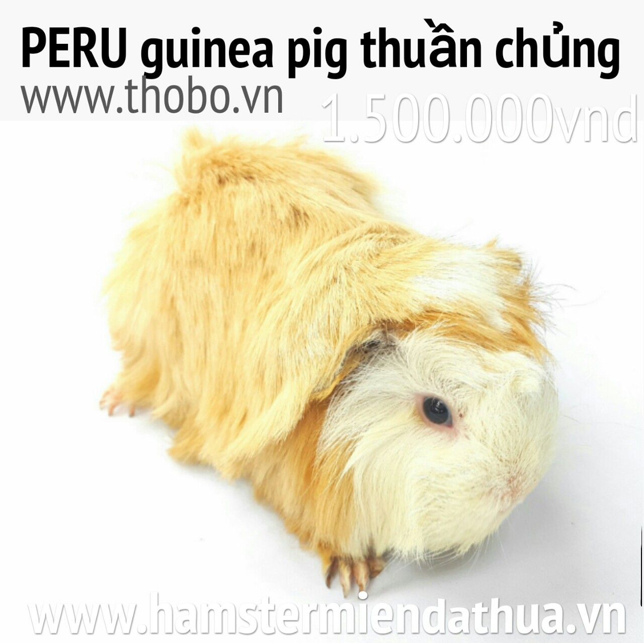 guinea pig peru baby tại 16 trần huy liệu.PQ