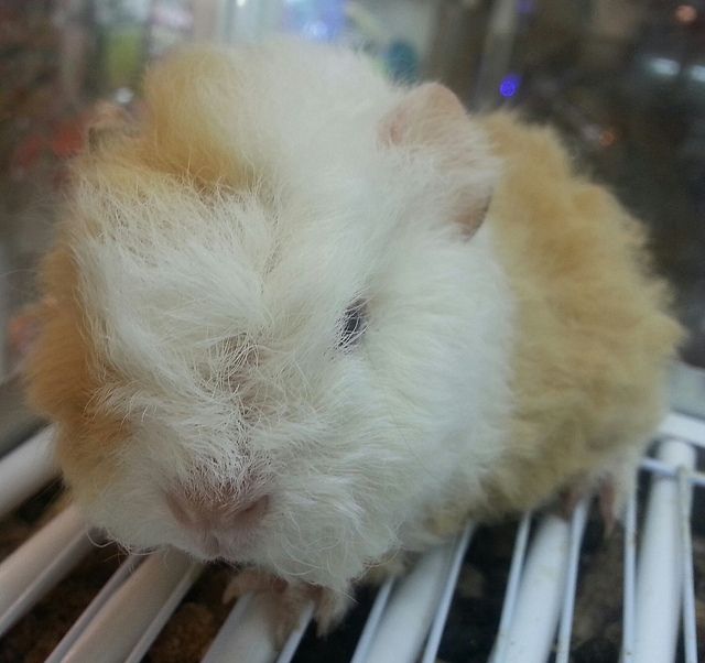 GUINEA PIG TEXELL baby
