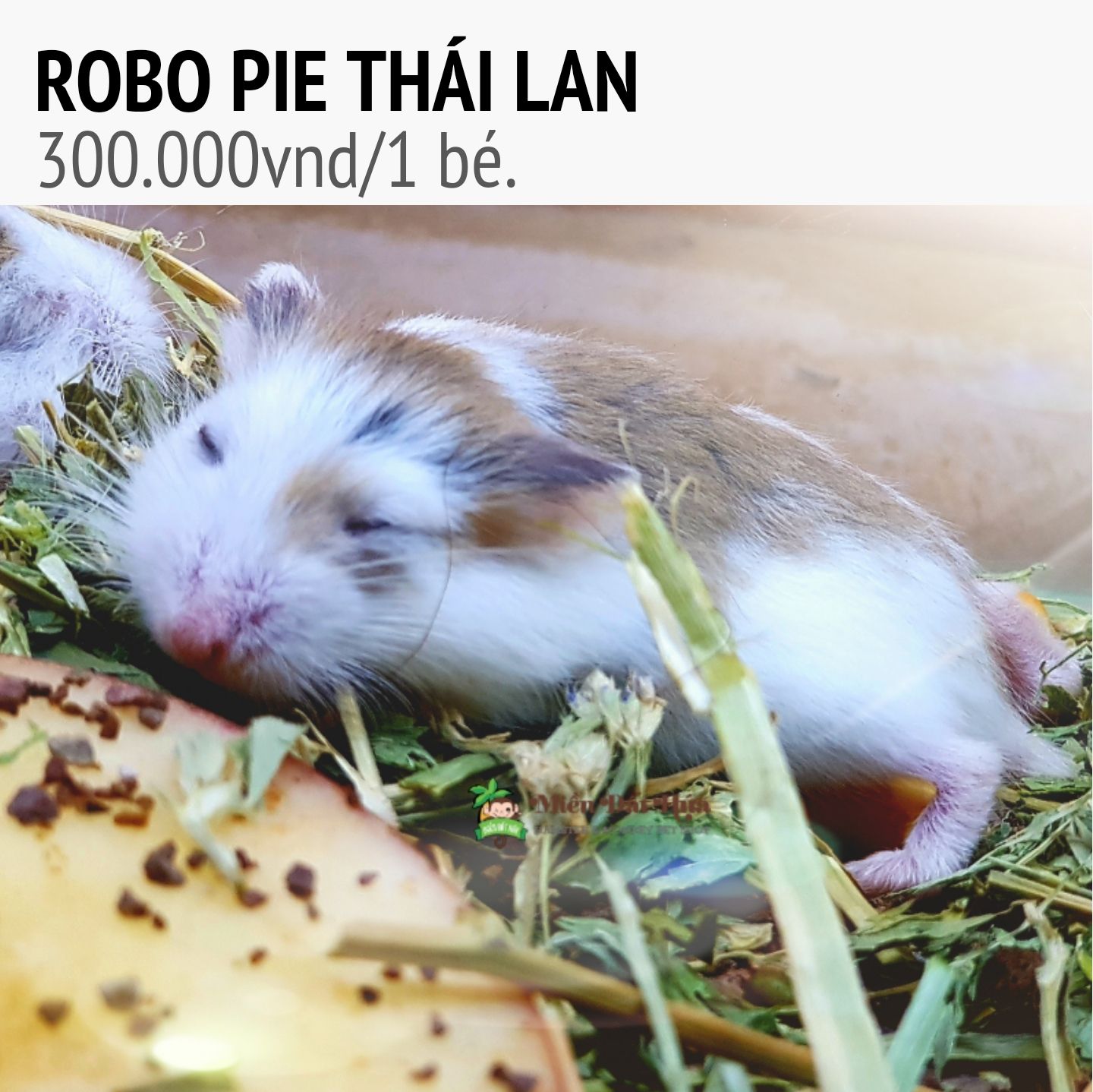 Hamster robo pie thai lan