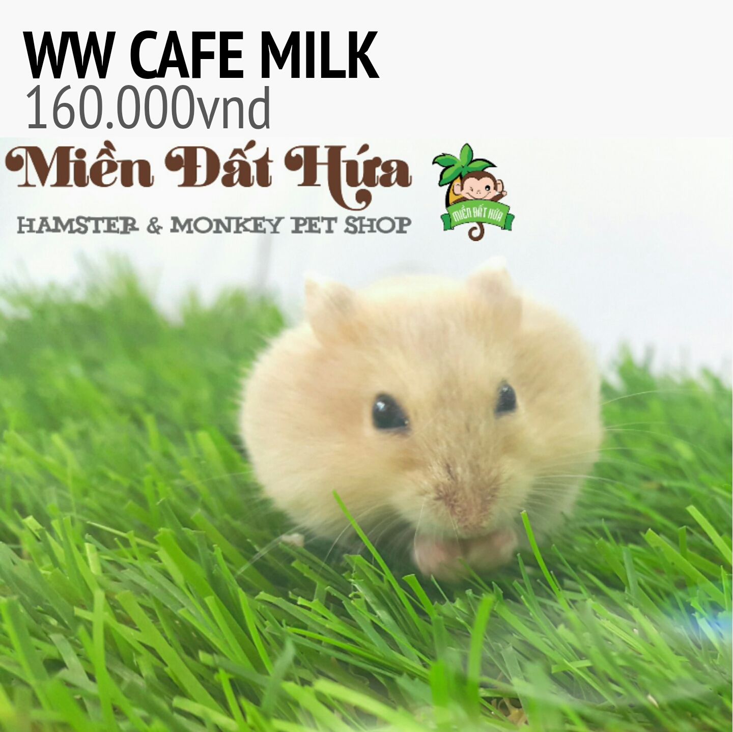 hamster ww cafe milk ( new color )