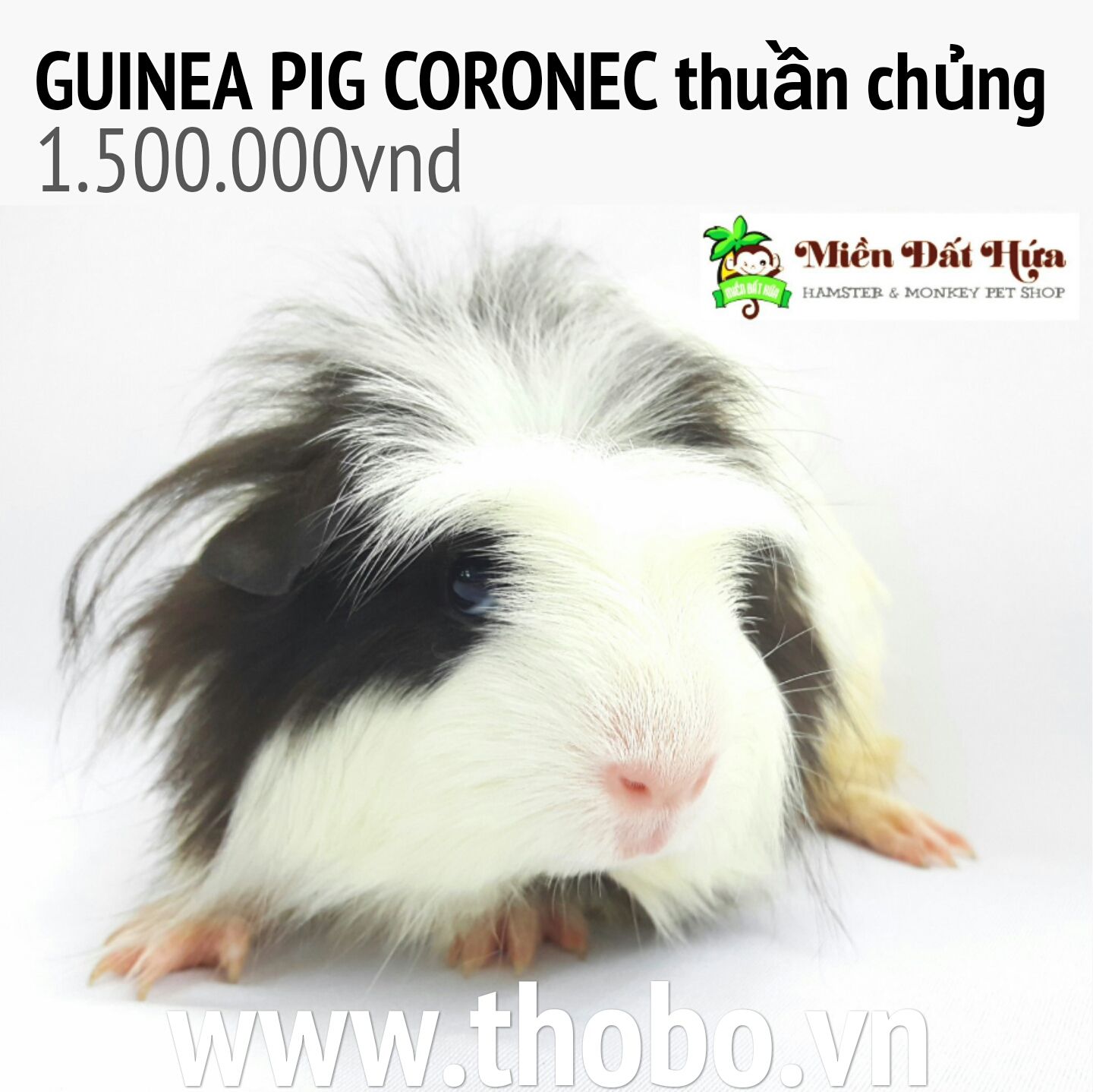 guinea pig coronec