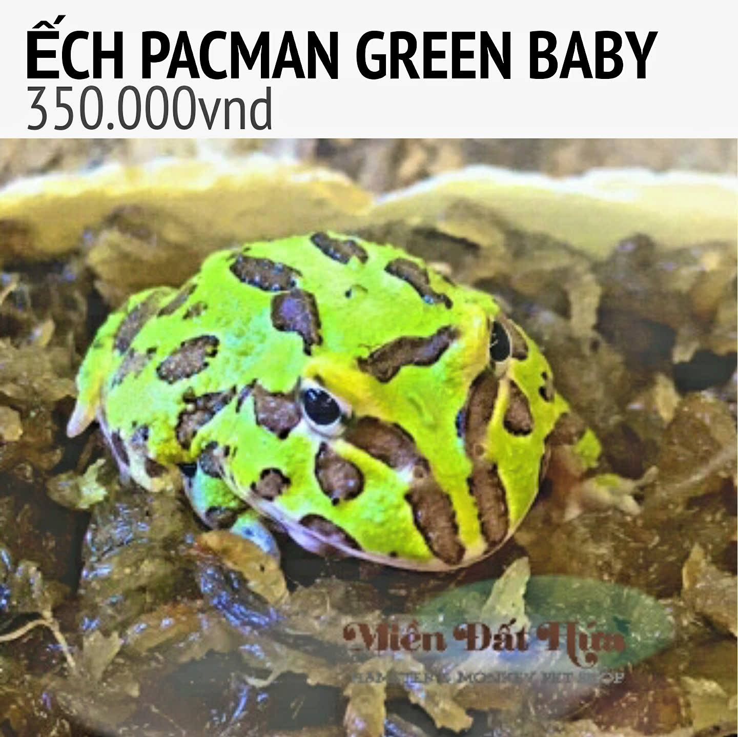 Ếch pacman green