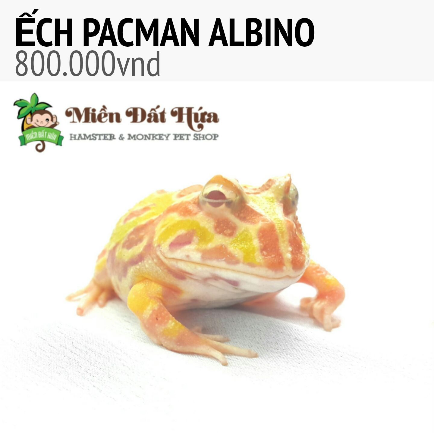 ếch pacman albino