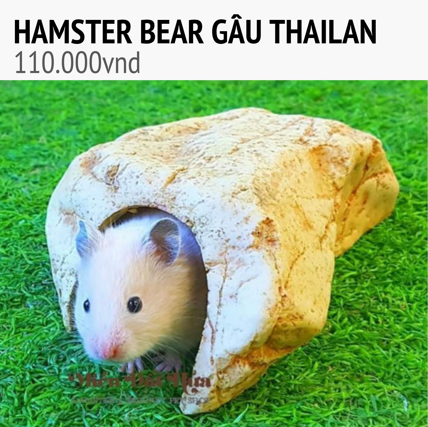 HAMSTER BEAR GẤU thailan