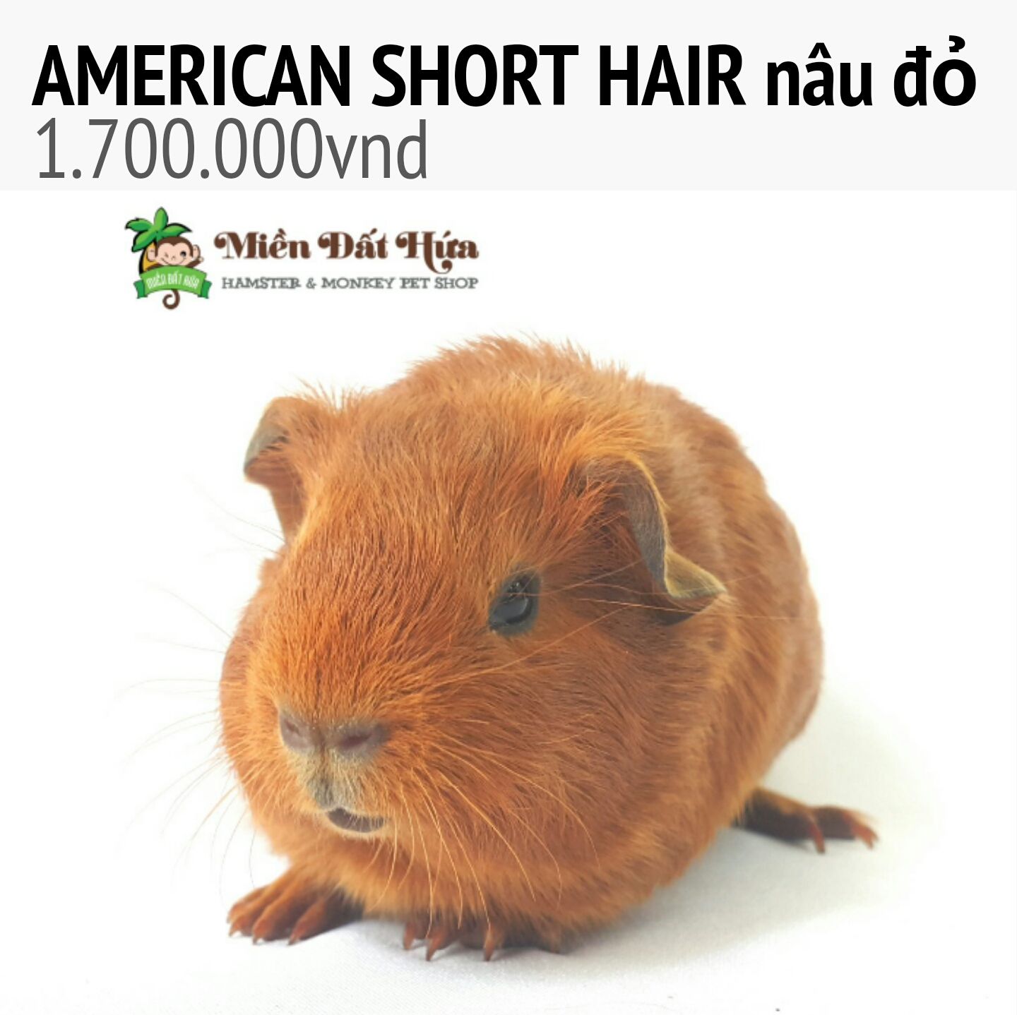 guinea pig american short hair nâu đỏ