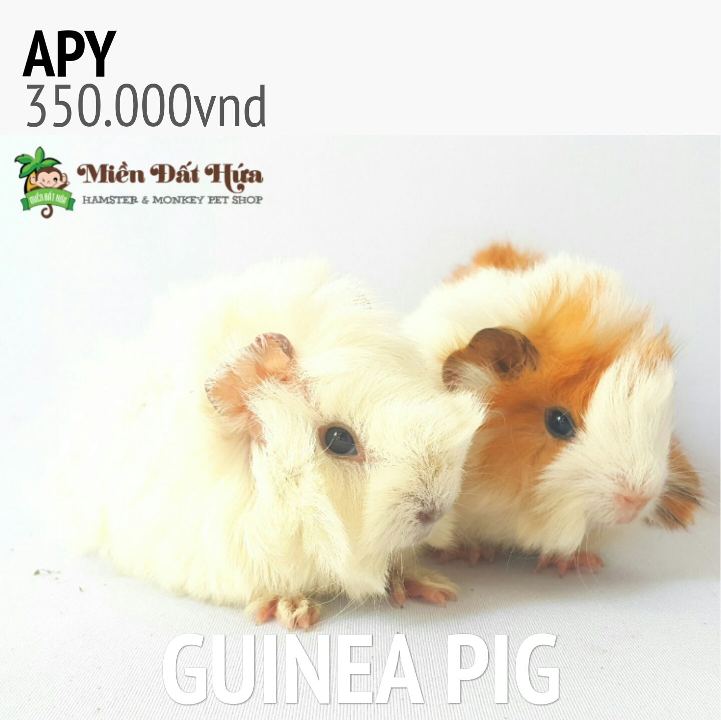 guinea pig apy