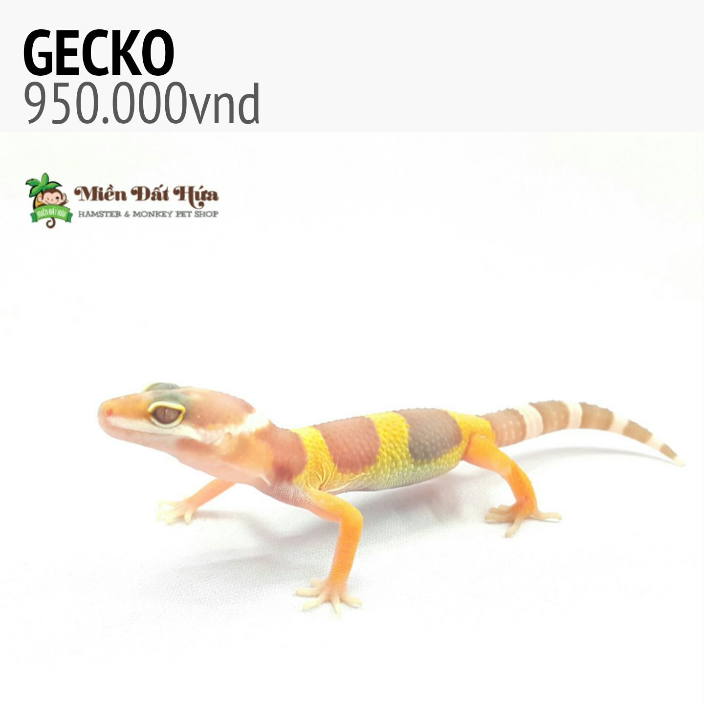 thằn lằn đuôi mập gecko