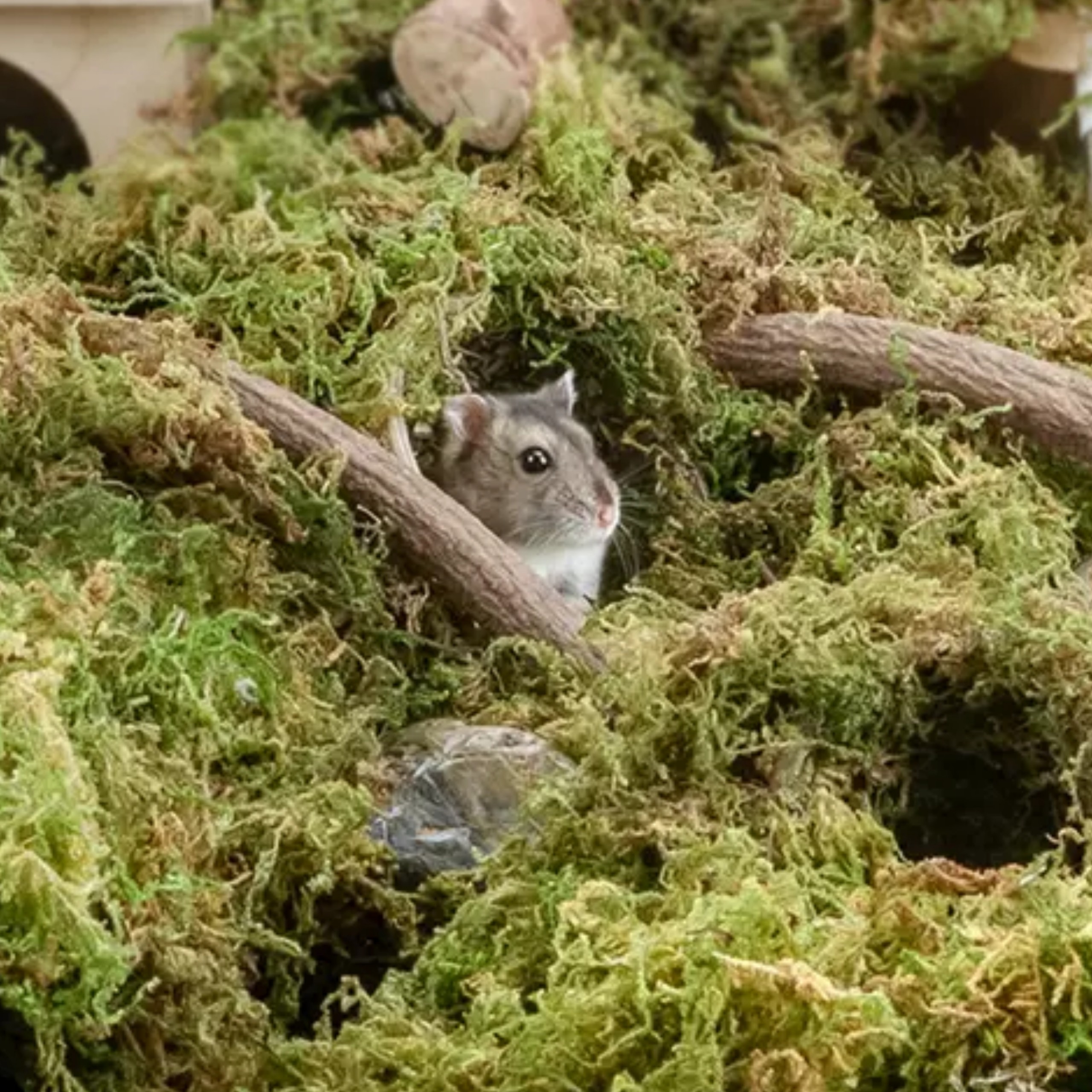 Rêu làm tổ cho hamster jonsanty